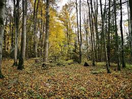 We did not find results for: Autumn Forest Background Fall Day Beautiful Picture With Yellow Stock Photo Picture And Royalty Free Image Image 133435144