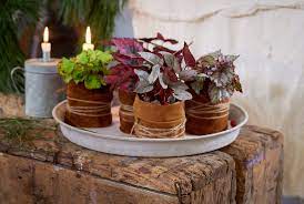 Nordmann fir, nordman fir, real living christmas tree, cell grown plug plants. Festive Decor Ideas With Plants
