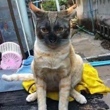 Akulah paling comel ( dalam nada tak confident). 20 Gambar Kucing Oren Berkelakuan Pelik