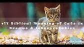Islamic dream interpretation meaning in urdu & english. Cat Attacked In Dream Islamic Interpretation Youtube