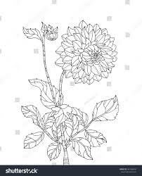 * an alphabetical list of 300 words in chrysanthemum's name! Chrysanthemum Flower Vector Artwork Coloring Royalty Free Stock Vector 461468050 Avopix Com