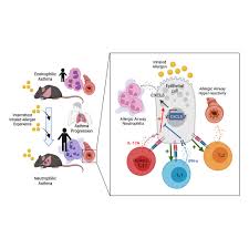 Image result for Allergic Triad