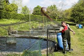 Is a 350 acre tree farm located in hardee county, florida (south central florida). Man In Waders Standing Next To Water Tanks At Trout Fish Farm And Feeding Fish United Kingdom Fishing Stock Photo 283682212