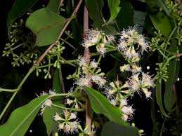 Image result for Syzygium cumini