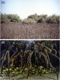 Image result for Xysmalobium sessile