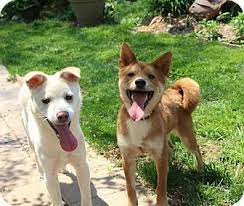 Manassas Va - Shiba Inujindo Mix Meet Jazz A Puppy For Adoption Puppy Adoption Shiba Inu Pet Adoption