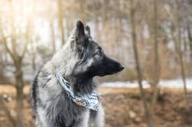 We did not find results for: Newmoon Shiloh Shepherds Focusing On Health Temperament And Providing The Perfect Companions