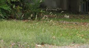 Image result for Chloris pilosa