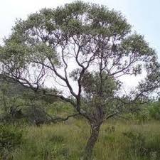 Image result for Ozoroa