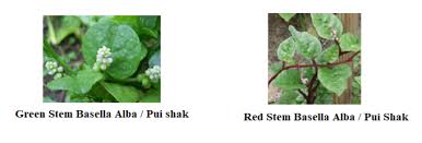 Image result for Basella paniculata