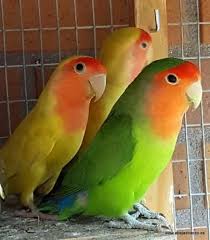 Ver película completa loca escuela del desorden (latino). Inseparables Roseicollis Aves Exoticas