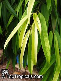 Carica) is a temperate species native to southwest asia and the mediterranean region (from afghanistan to port. Ficus Binnendijkii Ficus Maclellandii Long Leaf Fig Toptropicals Com