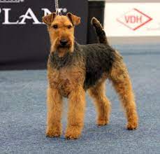 The first welsh terriers were brought to the u.s. Welsh Terrier Vom Granitfelsen Posts Facebook