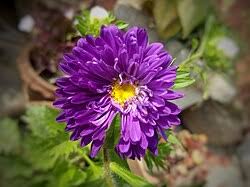 Image result for Asterochaete