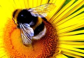 4 easy approaches to get rid of bumble bees fast. Beekeeping Bee Bumble Bee Bee Photo