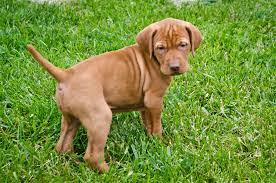 Akc vizsla puppies are energetic, active, and intelligent as well as being attractive with distinctive features. Puppies Glory Days Vizslas
