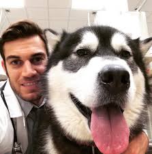 Who can't resist a big malamute FACE!? 🤗🐺💙 @conejovet #malamute  #basicallyateddybear