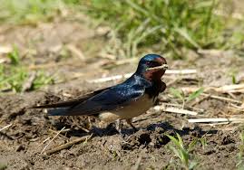 Image result for Gyrodoma hispida