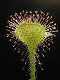 Sundew Drosera Spp Carnivorous Plants Carnivorous Plants Care Unique Plants
