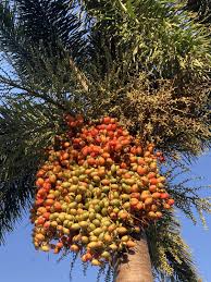 Image result for Wodyetia