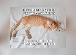 Voucher fisik xl sendiri harganya bervariasi tergantung jumlah didalamnya. Hibah Adopsi Kucing Gratis Purwokerto Dan Sekitarnya Hipkisto Facebook