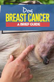 Any open wound that does not heal can be a sign of cancer or other problems, such as an infection. Dog Breast Cancer A Brief Guide Top Dog Tips