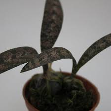 Image result for Oeceoclades