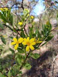 Image result for Chrysanthemoides monilifera