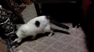 Check spelling or type a new query. Playful White Cat Black Spot Youtube