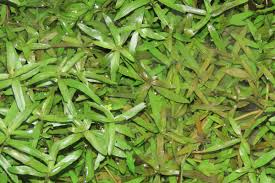 Image result for Hygrophila pilosa