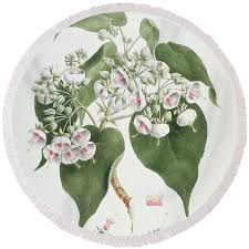 Image result for Dombeya torrida