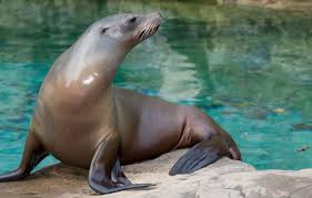 Image result for Selago cecilae