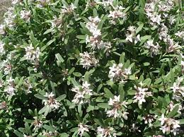 You're supporting a shop close to home with your purchase. Buy Daphne Daphne Transatlantica Eternal Fragrance Blafra Pbr 29 99 Delivery By Crocus