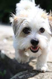 Maybe you would like to learn more about one of these? Lilly Jack Russell Terrier Shih Tzu Mischling Mix