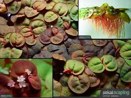 Image result for Phyllanthus polyanthus