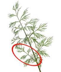 The leaves have the highest concentration. All About Growing Dill Planting Pruning Harvesting Better Gardener S Guide