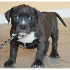 Baby Pitbull Dog Black And White Pin By Ursula Payano On Misunderstood Pitbull Puppies Pictures Of Pitbull Puppies Black Pitbull Puppies