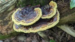 Image result for Phellinus gilvus