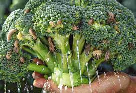 ブロッコリーの虫は食べても大丈夫？正しい洗い方で安全に美味しく食べよう！ : Effectives Blog
