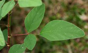 Image result for Desmodium tortuosum