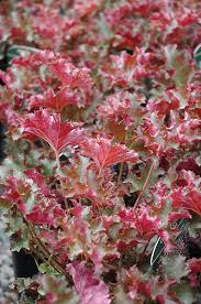 Click To View Full Size Photo Of Crimson Curls Coral Bells Heuchera Crimson Curls At Bachman S Landscaping Coral Bells Heuchera Coral Bells Heuchera