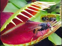 We did not find results for: Venus Flytrap Jaws Of Doom 2016 Compilation Youtube