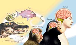 Resultado de imagen para cerebro triuno