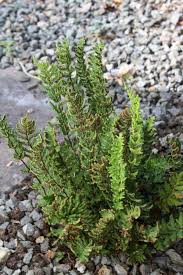 Image result for Cheilanthes perlanata