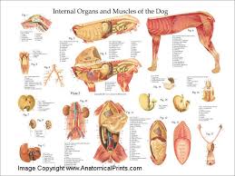 We did not find results for: Dog Internal Anatomy Poster Dog Anatomy Anatomy Anatomy Organs