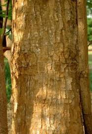 Image result for Morinda lucida