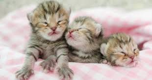 Kedilerin Yasi Nasil Hesaplanir Cogu Zaman Kedi Ve Kopeklerin Yaslarinin Hesaplanmasiyla Ilgili Orta Sevimli Kediler Sevimli Kedi Yavrulari Kedi