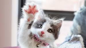 Fishes are very easy pets to take care of. 5 Animals That Make The Best Pets The Web Writer Spotlight Writerspotlight