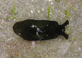 The duo find a black sea hare and explain that while it looks like something out of a. Black Sea Hare Wildlife At Camp Emerald Bay Inaturalist
