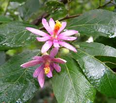 Image result for Grewia retinervis